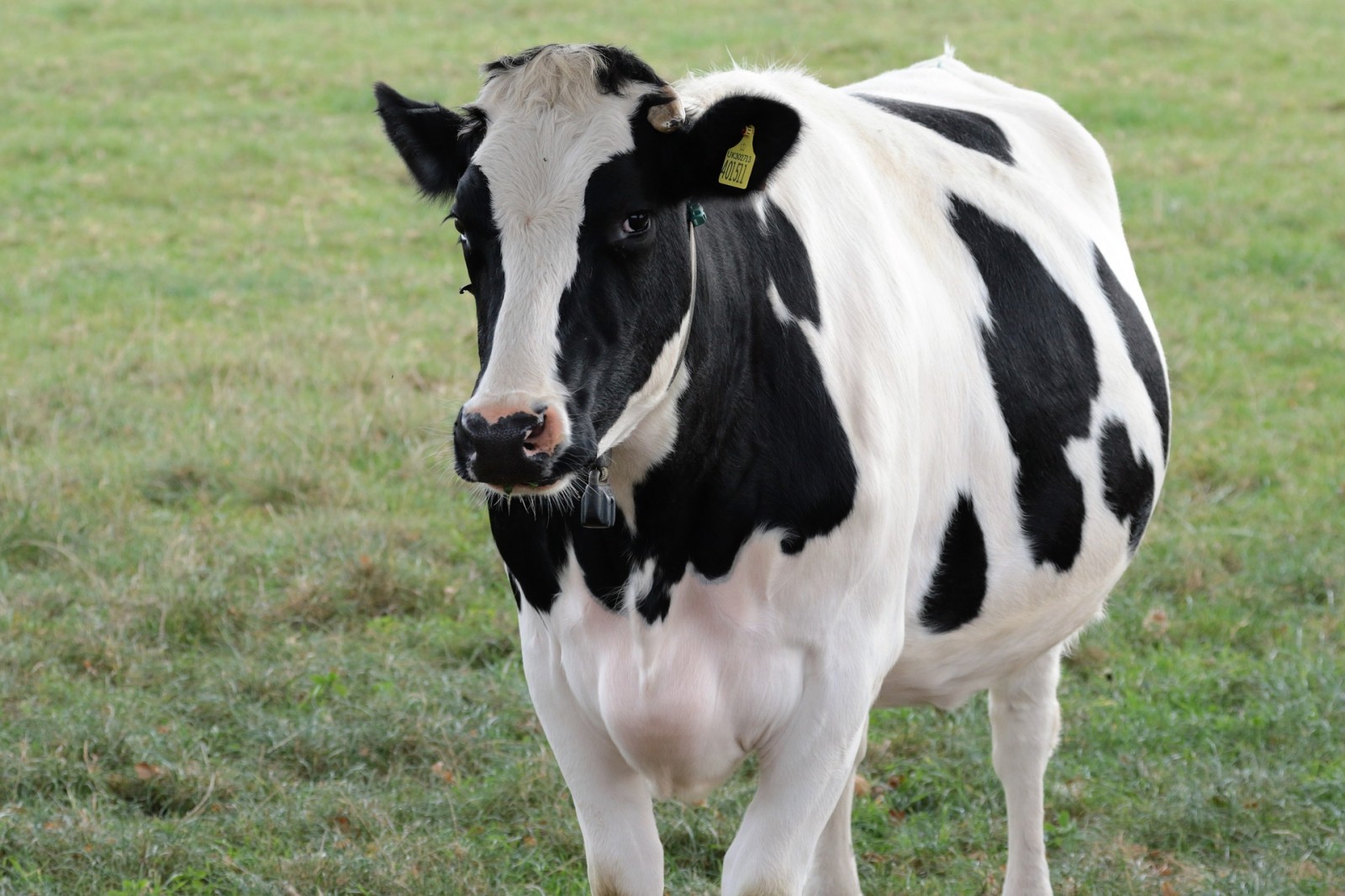 MILK POINT - Homeopatia para gado de leite como alternativa a antimicrobianos